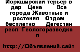 Йоркширский терьер в дар › Цена ­ 1 - Все города Животные и растения » Отдам бесплатно   . Дагестан респ.,Геологоразведка п.